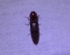 Stenagostus rhombeus